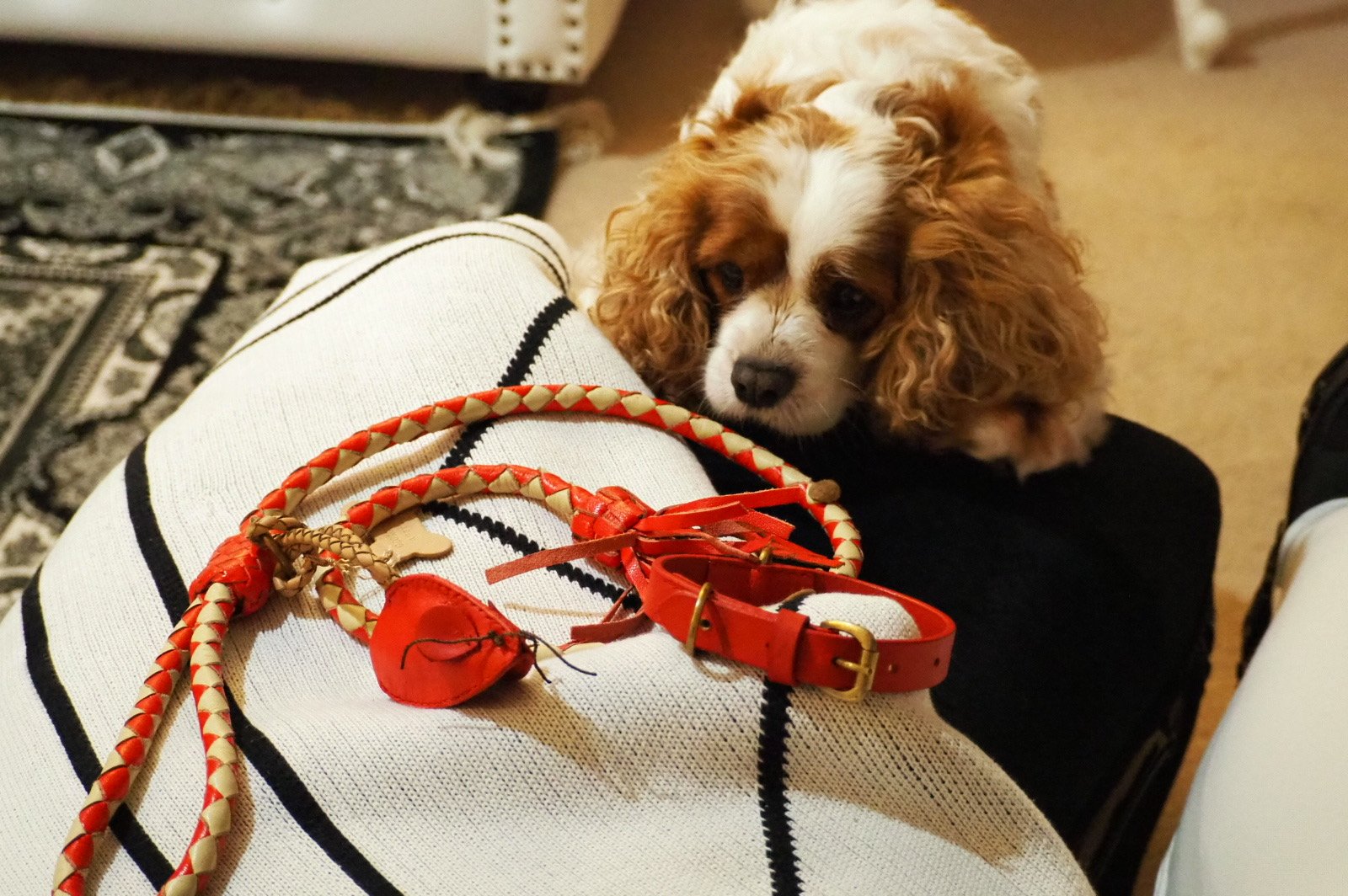 Pet Accessories, leads, collars